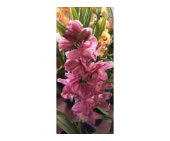 VENTE CYMBIDIUM FLEURS