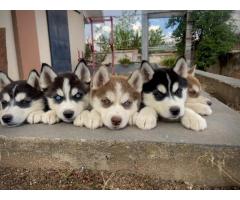CHIOTS HUSKY
