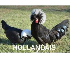 Poussin HOLLANDAISE